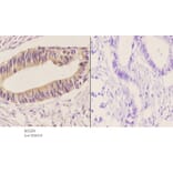 Anti-DGK-ε (S194) Antibody from Bioworld Technology (BS2281) - Antibodies.com