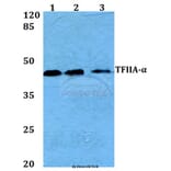 Anti-TFIIA-α (E311) Antibody from Bioworld Technology (BS2282) - Antibodies.com