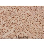 Anti-TFIIA-α (E311) Antibody from Bioworld Technology (BS2282) - Antibodies.com