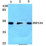 Anti-ZNF134 (K72) Antibody from Bioworld Technology (BS2283) - Antibodies.com