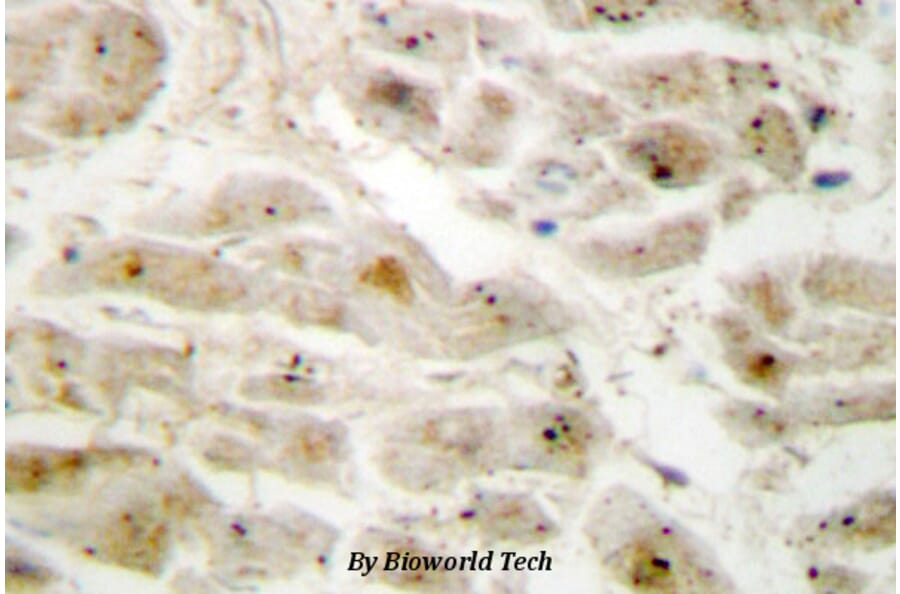 Anti-LIMK2 (K491) Antibody from Bioworld Technology (BS2284) - Antibodies.com