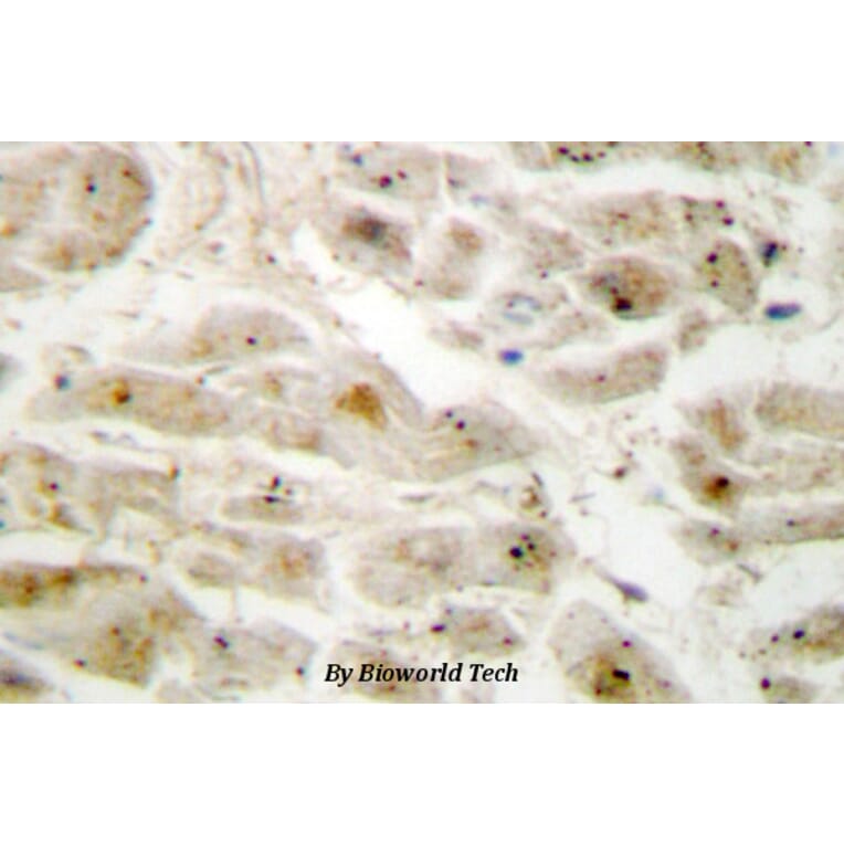 Anti-LIMK2 (K491) Antibody from Bioworld Technology (BS2284) - Antibodies.com