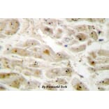 Anti-LIMK2 (K491) Antibody from Bioworld Technology (BS2284) - Antibodies.com