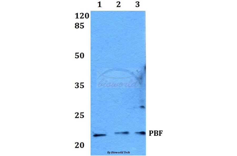 Anti-PBF (R151) Antibody from Bioworld Technology (BS2285) - Antibodies.com