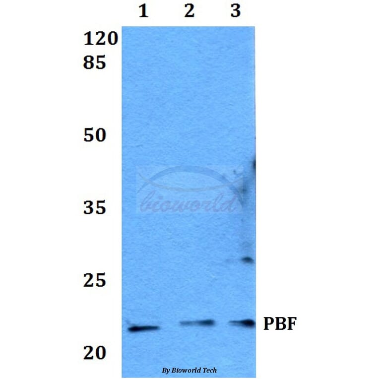 Anti-PBF (R151) Antibody from Bioworld Technology (BS2285) - Antibodies.com