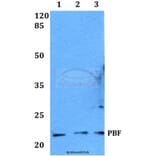 Anti-PBF (R151) Antibody from Bioworld Technology (BS2285) - Antibodies.com
