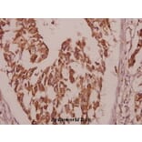 Anti-PBF (R151) Antibody from Bioworld Technology (BS2285) - Antibodies.com