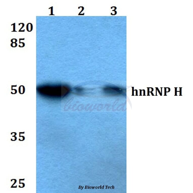 Anti-hnRNP H (R192) Antibody from Bioworld Technology (BS2286) - Antibodies.com