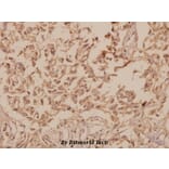 Anti-hnRNP H (R192) Antibody from Bioworld Technology (BS2286) - Antibodies.com