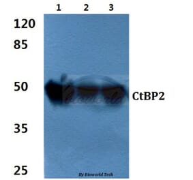 Anti-CtBP2 (P432) Antibody from Bioworld Technology (BS2287) - Antibodies.com