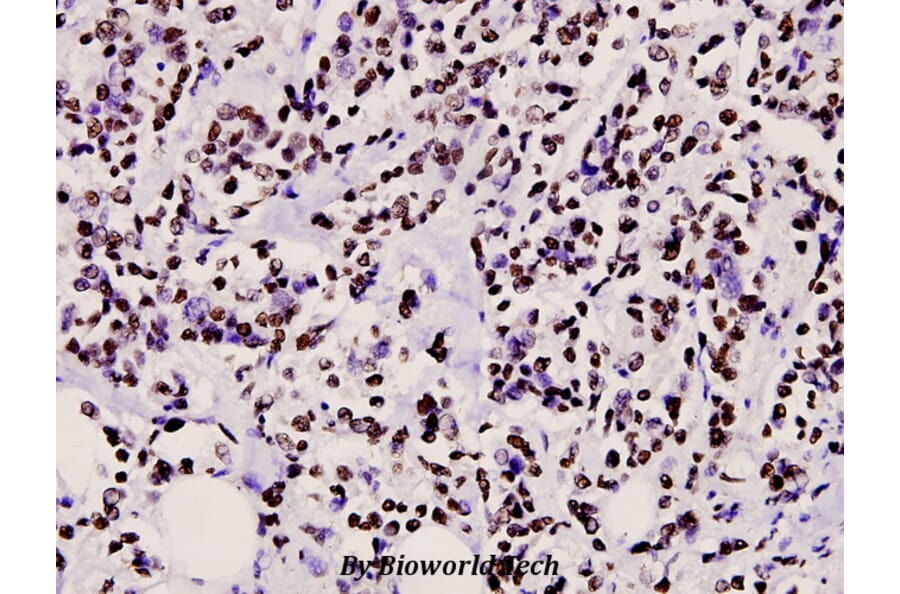 Anti-CtBP2 (P432) Antibody from Bioworld Technology (BS2287) - Antibodies.com