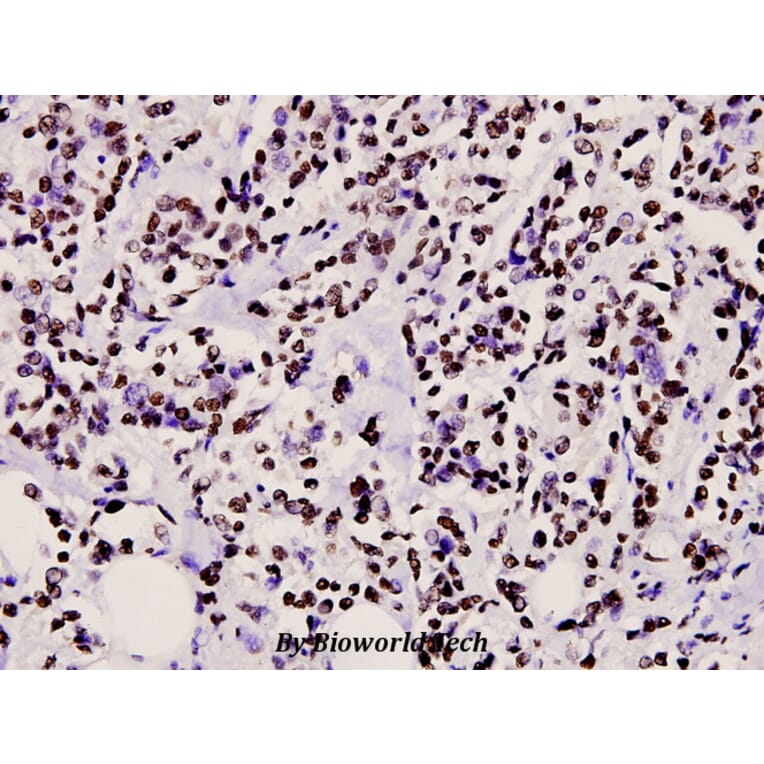 Anti-CtBP2 (P432) Antibody from Bioworld Technology (BS2287) - Antibodies.com