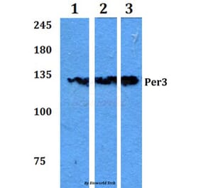 Anti-Per3 (P2) Antibody from Bioworld Technology (BS2288) - Antibodies.com