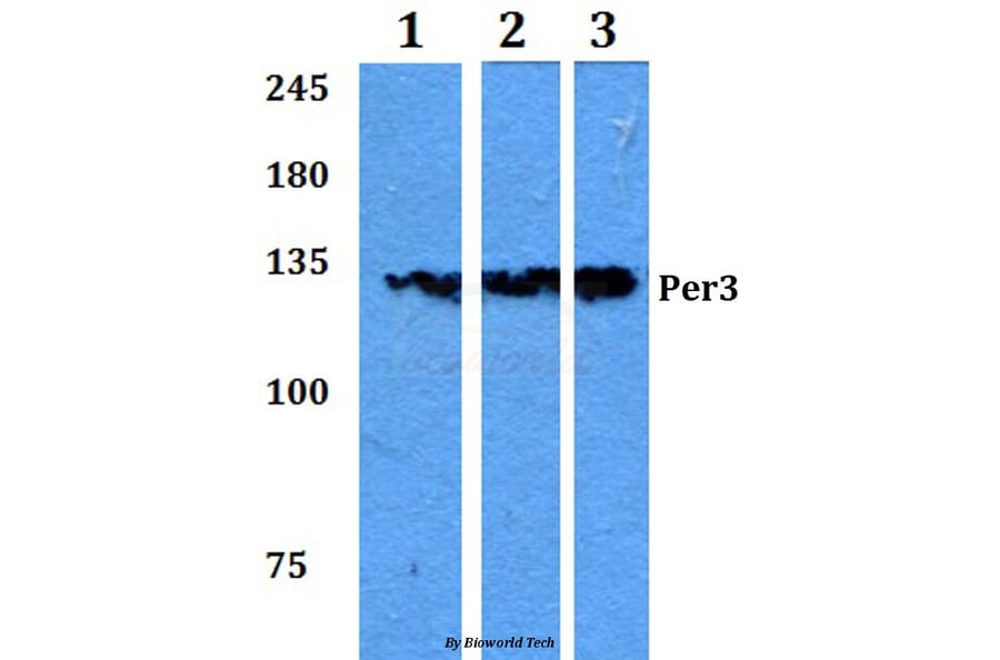 Anti-Per3 (P2) Antibody from Bioworld Technology (BS2288) - Antibodies.com