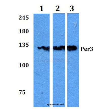 Anti-Per3 (P2) Antibody from Bioworld Technology (BS2288) - Antibodies.com