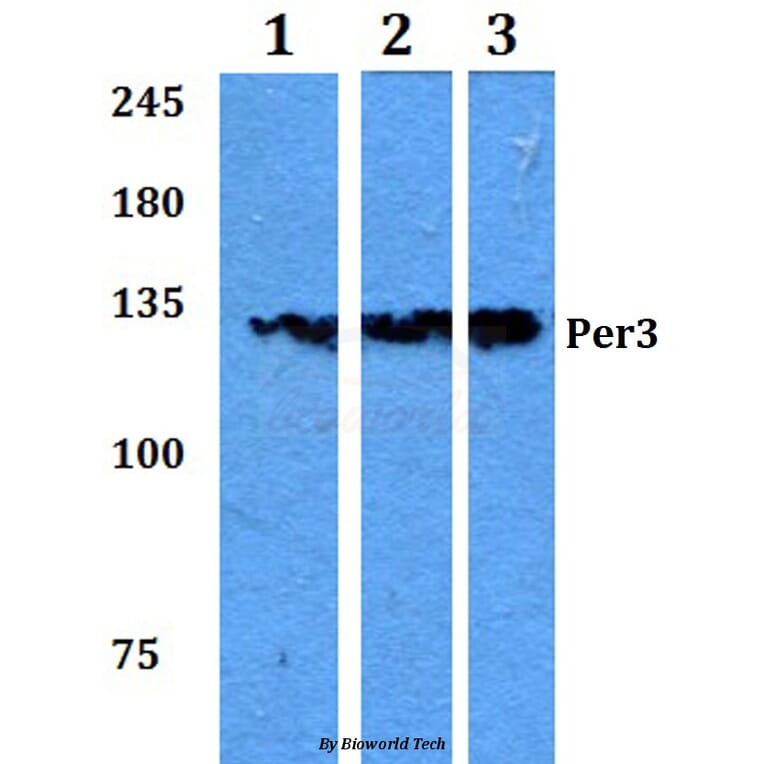 Anti-Per3 (P2) Antibody from Bioworld Technology (BS2288) - Antibodies.com