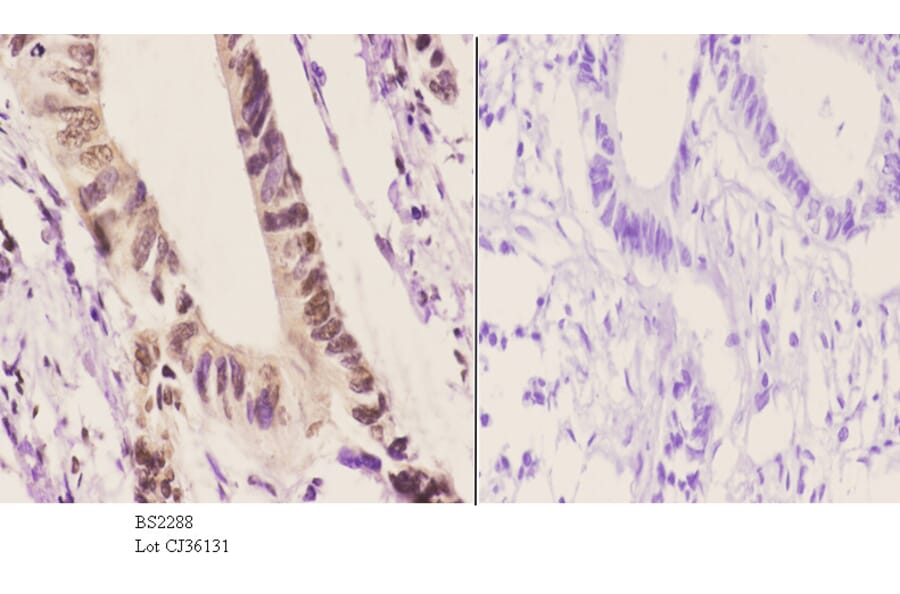Anti-Per3 (P2) Antibody from Bioworld Technology (BS2288) - Antibodies.com