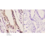 Anti-Per3 (P2) Antibody from Bioworld Technology (BS2288) - Antibodies.com