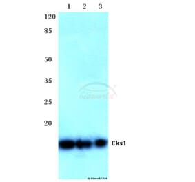 Anti-Cks1 (H3) Antibody from Bioworld Technology (BS2290) - Antibodies.com