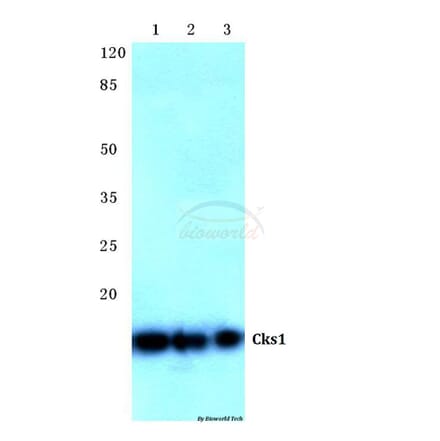 Anti-Cks1 (H3) Antibody from Bioworld Technology (BS2290) - Antibodies.com