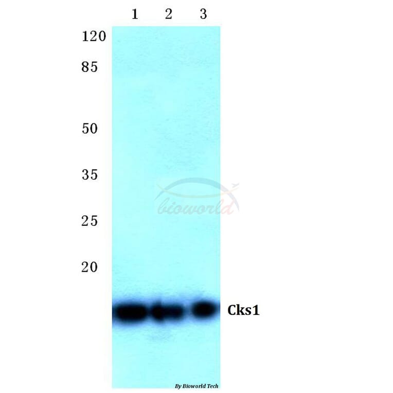 Anti-Cks1 (H3) Antibody from Bioworld Technology (BS2290) - Antibodies.com