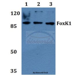 Anti-FoxK1 (G698) Antibody from Bioworld Technology (BS2293) - Antibodies.com