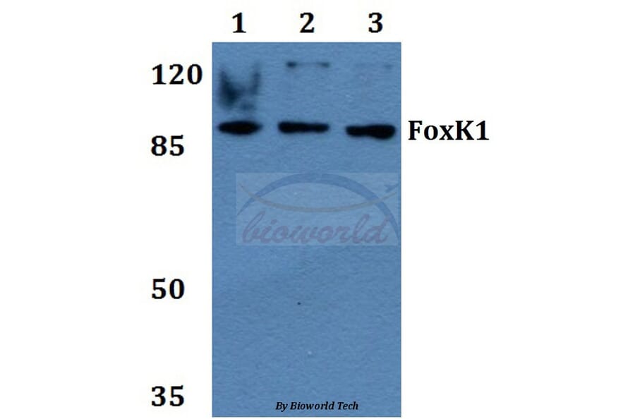 Anti-FoxK1 (G698) Antibody from Bioworld Technology (BS2293) - Antibodies.com