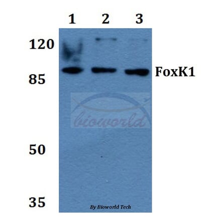 Anti-FoxK1 (G698) Antibody from Bioworld Technology (BS2293) - Antibodies.com