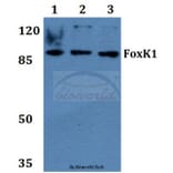 Anti-FoxK1 (G698) Antibody from Bioworld Technology (BS2293) - Antibodies.com