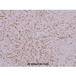 Anti-FoxK1 (G698) Antibody from Bioworld Technology (BS2293) - Antibodies.com