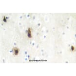 Anti-MVK (N175) Antibody from Bioworld Technology (BS2296) - Antibodies.com