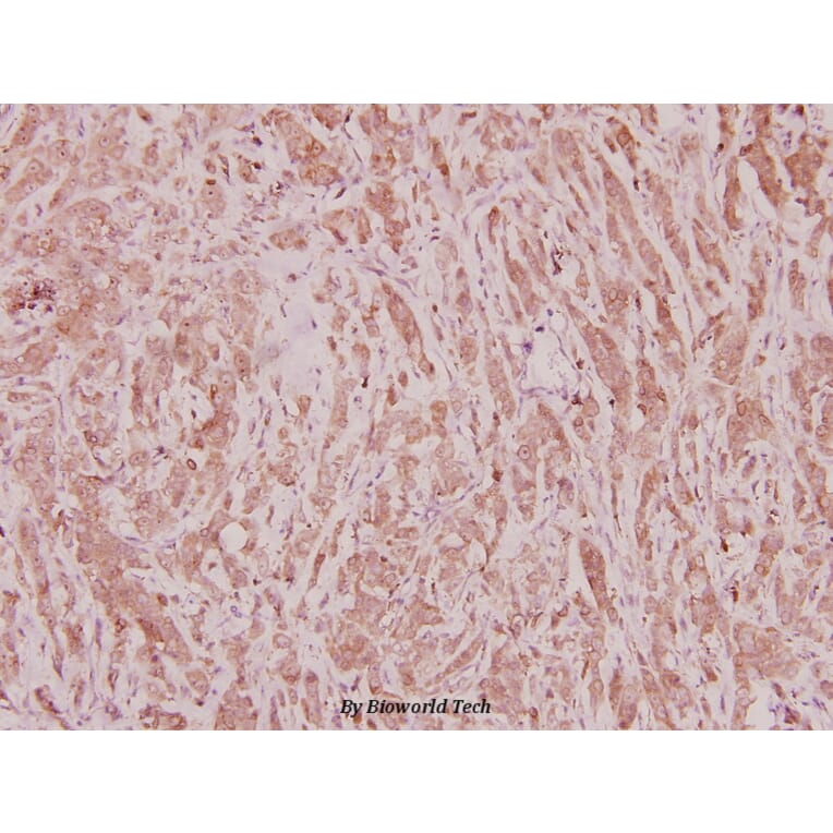 Anti-C/EBP ζ (D24) Antibody from Bioworld Technology (BS2297) - Antibodies.com