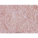 Anti-C/EBP ζ (D24) Antibody from Bioworld Technology (BS2297) - Antibodies.com