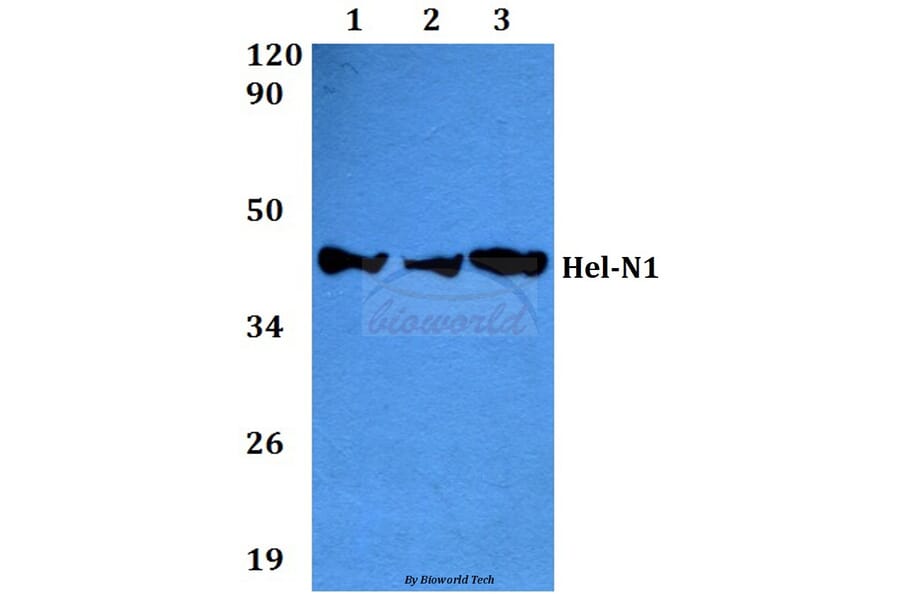 Anti-Hel-N1 (S27) Antibody from Bioworld Technology (BS2299) - Antibodies.com