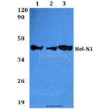 Anti-Hel-N1 (S27) Antibody from Bioworld Technology (BS2299) - Antibodies.com