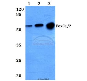 Anti-FoxC1/2 (K138) Antibody from Bioworld Technology (BS2300) - Antibodies.com