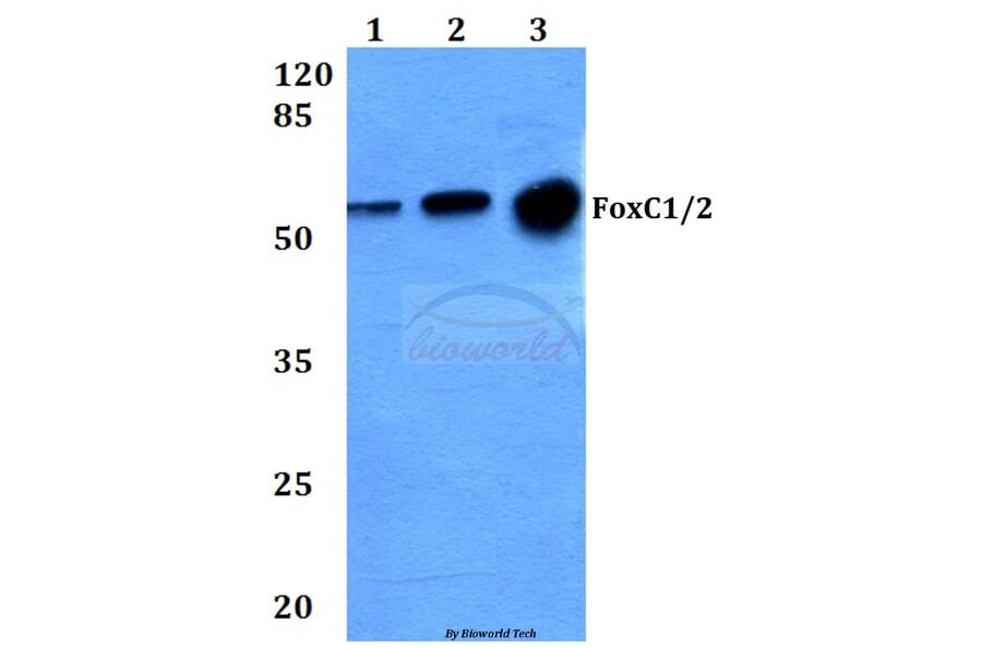 Anti-FoxC1/2 (K138) Antibody from Bioworld Technology (BS2300) - Antibodies.com