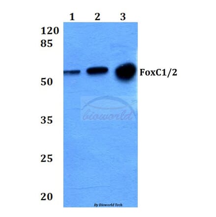 Anti-FoxC1/2 (K138) Antibody from Bioworld Technology (BS2300) - Antibodies.com