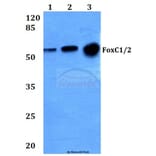 Anti-FoxC1/2 (K138) Antibody from Bioworld Technology (BS2300) - Antibodies.com