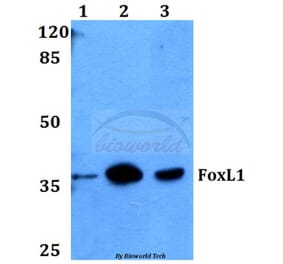 Anti-FoxL1 (G150) Antibody from Bioworld Technology (BS2301) - Antibodies.com