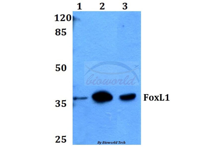 Anti-FoxL1 (G150) Antibody from Bioworld Technology (BS2301) - Antibodies.com