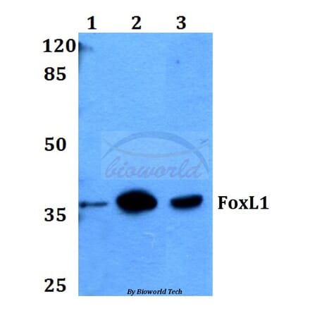 Anti-FoxL1 (G150) Antibody from Bioworld Technology (BS2301) - Antibodies.com