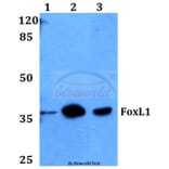 Anti-FoxL1 (G150) Antibody from Bioworld Technology (BS2301) - Antibodies.com