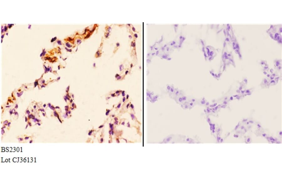 Anti-FoxL1 (G150) Antibody from Bioworld Technology (BS2301) - Antibodies.com
