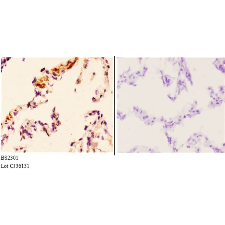 Anti-FoxL1 (G150) Antibody from Bioworld Technology (BS2301) - Antibodies.com