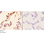 Anti-FoxL1 (G150) Antibody from Bioworld Technology (BS2301) - Antibodies.com