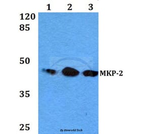 Anti-MKP-2 (Y108) Antibody from Bioworld Technology (BS2302) - Antibodies.com
