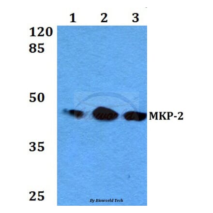 Anti-MKP-2 (Y108) Antibody from Bioworld Technology (BS2302) - Antibodies.com