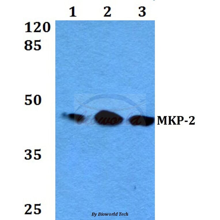 Anti-MKP-2 (Y108) Antibody from Bioworld Technology (BS2302) - Antibodies.com