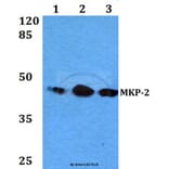 Anti-MKP-2 (Y108) Antibody from Bioworld Technology (BS2302) - Antibodies.com
